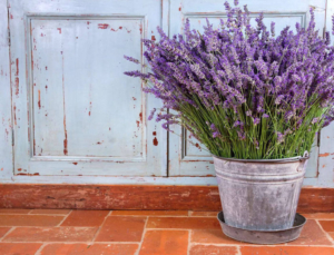 lavanda-planta